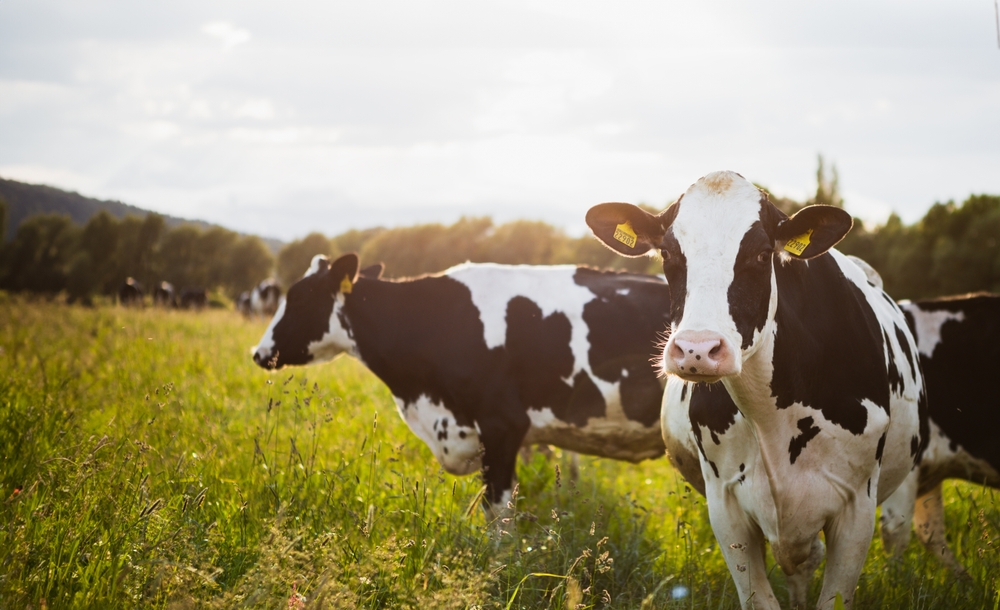 Litigation over an M&A transaction involving a livestock breeding company